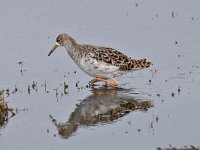 Tringa totanus 228, Tureluur, Saxifraga-Luuk Vermeer