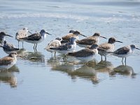 Tringa totanus 238, Tureluur, Saxifraga-Tom Heijnen