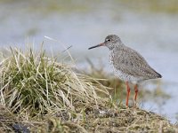 Tringa totanus 239, Tureluur, Saxifraga-Tom Heijnen