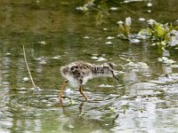 Tringa totanus 244, Tureluur, chicken, Saxifraga-Theo Verstrael