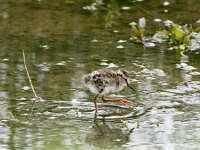 Tringa totanus 245, Tureluur, chicken, Saxifraga-Theo Verstrael