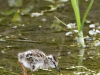 Tringa totanus 248, Tureluur, chicken, Saxifraga-Theo Verstrael