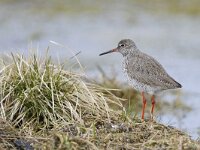 Tringa totanus 69, Tureluur, Saxifraga-Tom Heijnen