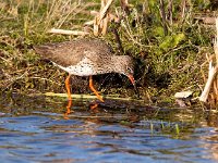 Tringa totanus 79, Tureluur, Saxifraga-Bart Vastenhouw