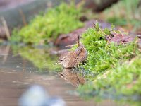 Troglodytes troglodytes 122, Winterkoning, Saxifraga-Luuk Vermeer