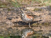 Turdus iliacus 18, Koperwiek, Saxifraga-Luuk Vermeer