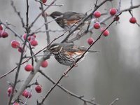 Turdus iliacus 19, Koperwiek, Saxifraga-Luuk Vermeer