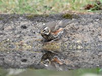 Turdus iliacus 29, Koperwiek, Saxifraga-Luuk Vermeer