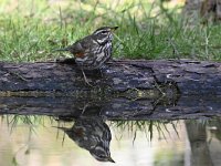 Turdus iliacus 40, Koperwiek, Saxifraga-Luuk Vermeer