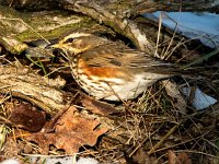 Turdus iliacus 45, Koperwiek, Saxifraga-Bart Vastenhouw