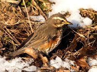 Turdus iliacus 48, Koperwiek, Saxifraga-Bart Vastenhouw