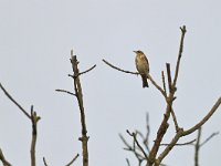 Turdus iliacus 50, Koperwiek, Saxifraga-Tom Heijnen