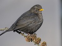 Turdus merula 101, Merel, Saxifraga-Luuk Vermeer