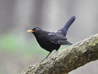 Turdus merula 103, Merel, Saxifraga-Luuk Vermeer