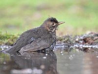 Turdus merula 104, Merel, Saxifraga-Luuk Vermeer