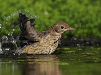 Turdus merula 79, Merel, Saxifraga-Luuk Vermeer