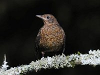 Turdus merula 83, Merel, Saxifraga-Luuk Vermeer