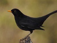 Turdus merula 87, Merel, Saxifraga-Luuk Vermeer