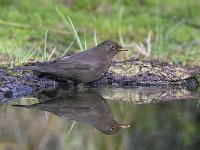 Turdus merula 89, Merel, Saxifraga-Luuk Vermeer