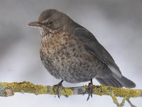 Turdus merula 91, Merel, Saxifraga-Luuk Vermeer