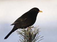 Turdus merula 96, Merel, Saxifraga-Luuk Vermeer