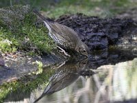 Turdus philomelos 31, Zanglijster, Saxifraga-Luuk Vermeer