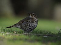 Turdus philomelos 35, Zanglijster, Saxifraga-Luuk Vermeer