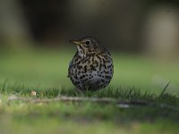 Turdus philomelos 36, Zanglijster, Saxifraga-Luuk Vermeer