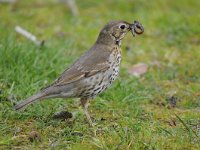 Turdus philomelos 37, Zanglijster, Saxifraga-Luuk Vermeer