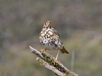 Turdus philomelos 41, Zanglijster, Saxifraga-Luuk Vermeer