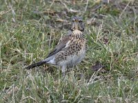 Turdus pilaris 47, Kramsvogel, Saxifraga-Luuk Vermeer