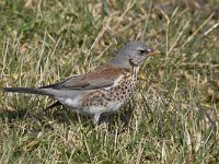 Turdus pilaris 48, Kramsvogel, Saxifraga-Luuk Vermeer