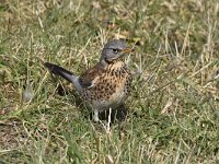 Turdus pilaris 53, Kramsvogel, Saxifraga-Luuk Vermeer