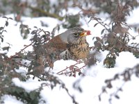 Turdus pilaris 67, Kramsvogel, Saxifraga-Luuk Vermeer