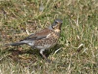 Turdus pilaris 68, Kramsvogel, Saxifraga-Luuk Vermeer