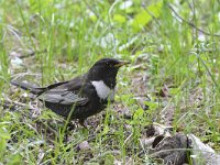 Turdus torquatus ssp amicorum 10, Beflijster, Saxifraga-Tom Heijnen