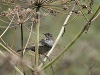 Turdus torquatus ssp amicorum 8, Beflijster, Saxifraga-Tom Heijnen