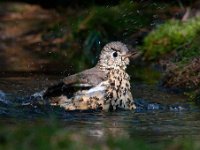 Turdus viscivorus 17, Grote lijster, Saxifraga-Luuk Vermeer