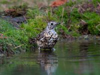 Turdus viscivorus 20, Grote lijster, Saxifraga-Luuk Vermeer