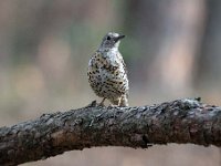 Turdus viscivorus 23, Grote lijster, Saxifraga-Luuk Vermeer