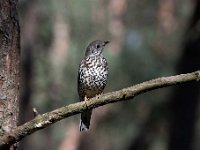 Turdus viscivorus 7, Grote lijster, Saxifraga-Luuk Vermeer