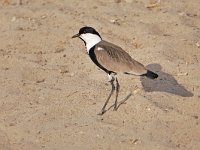 Vanellus spinosus 9, Sporenkievit, Saxifraga-Tom Heijnen