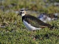 Vanellus vanellus 104, Kievit, Saxifraga-Luuk Vermeer