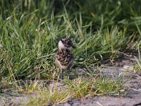 Vanellus vanellus 107, Kievit, Saxifraga-Luuk Vermeer