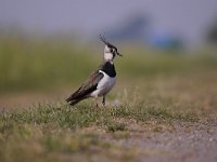 Vanellus vanellus 110, Kievit, Saxifraga-Luuk Vermeer