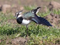 Vanellus vanellus 130, Kievit, Saxifraga-Mark Zekhuis