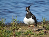 Vanellus vanellus 137, Kievit, Saxifraga-Hans Dekker