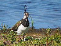 Vanellus vanellus 138, Kievit, Saxifraga-Hans Dekker