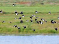 Vanellus vanellus 143, Kievit, Saxifraga-Tom Heijnen