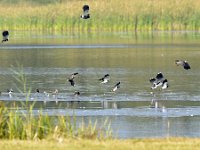 Vanellus vanellus 146, Kievit, Saxifraga-Tom Heijnen